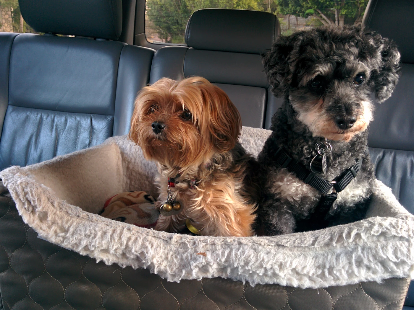 Two dogs riding on a car's leather back seat — the daily source of embedded pet hair for New Hampshire pet owners