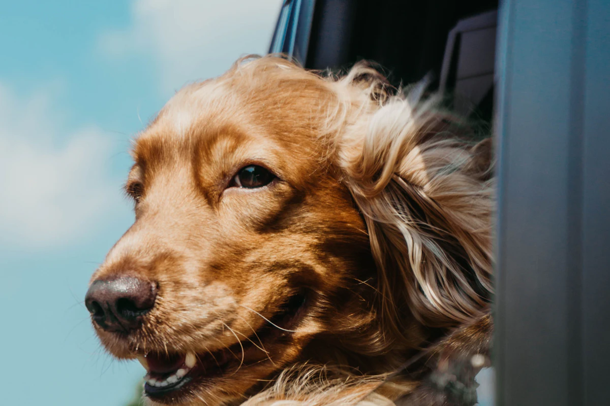 Dog with fur blowing out a car window — pet hair removal and interior car detailing in New Hampshire